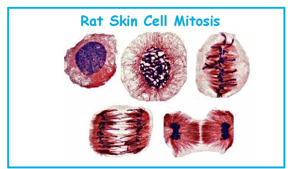 Rat Skin Cell Mitosis 