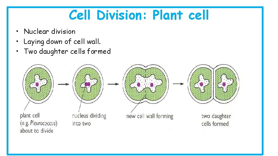 Cell Division: Plant cell • Nuclear division • Laying down of cell wall. •