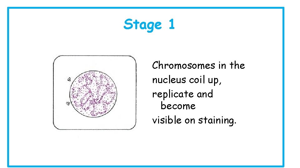Stage 1 Chromosomes in the nucleus coil up, replicate and become visible on staining.