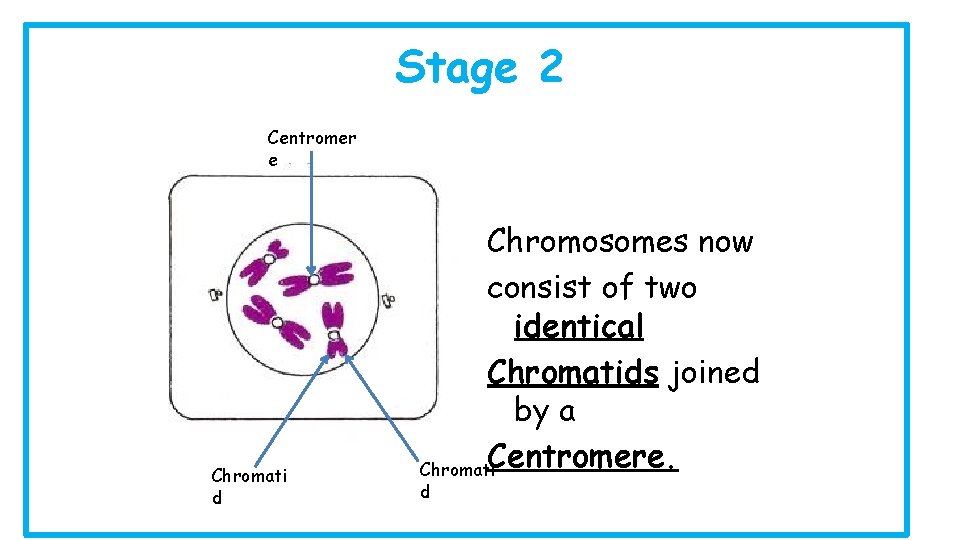 Stage 2 Centromer e Chromati d Chromosomes now consist of two identical Chromatids joined