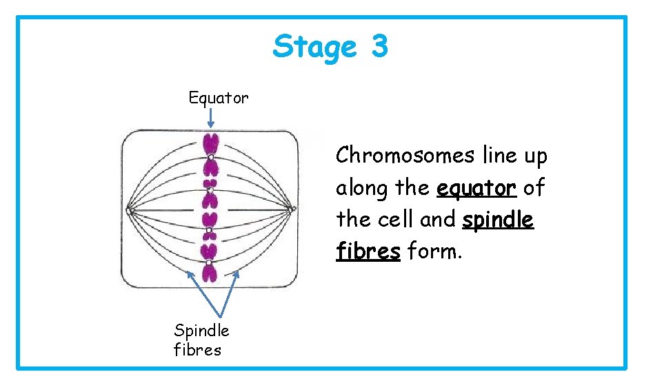 Stage 3 Equator Chromosomes line up along the equator of the cell and spindle