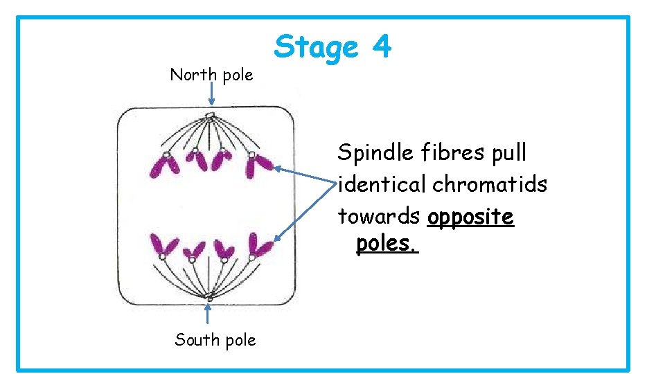 North pole Stage 4 Spindle fibres pull identical chromatids towards opposite poles. South pole
