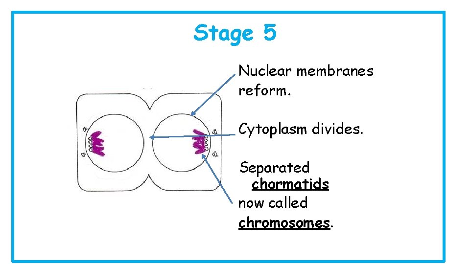 Stage 5 Nuclear membranes reform. Cytoplasm divides. Separated chormatids now called chromosomes. 