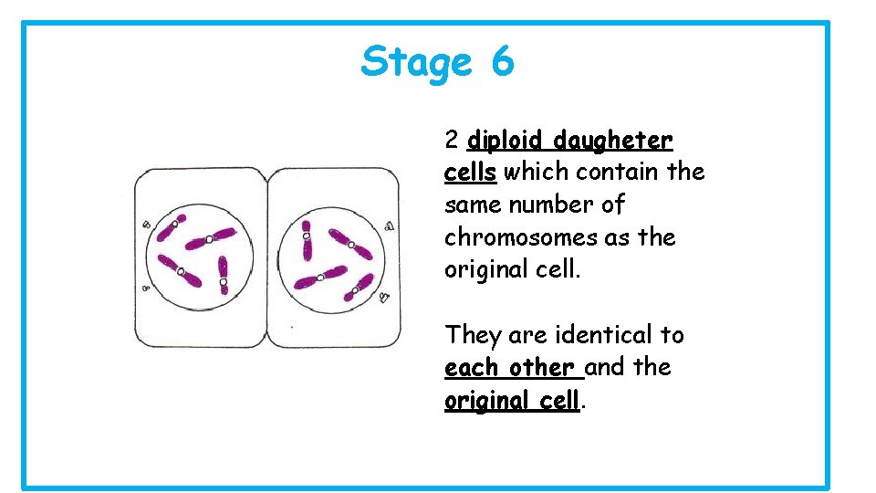 Stage 6 2 diploid daugheter cells which contain the same number of chromosomes as