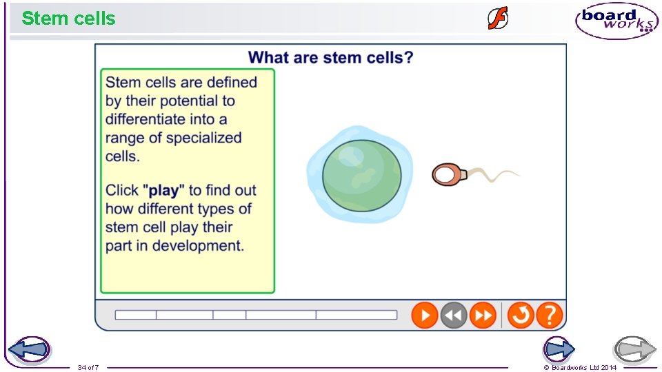 Stem cells 34 of 7 © Boardworks Ltd 2014 