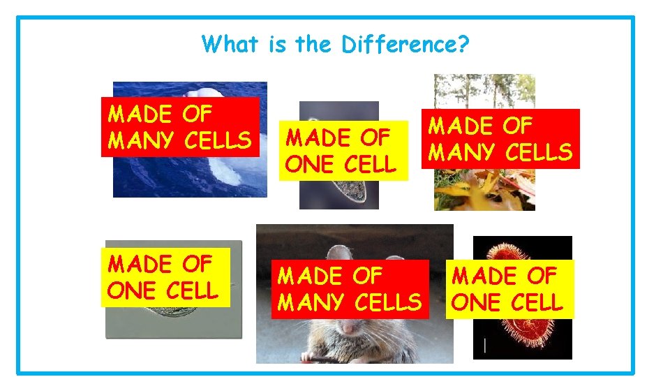 What is the Difference? MADE OF MANY CELLS MADE OF ONE CELL 