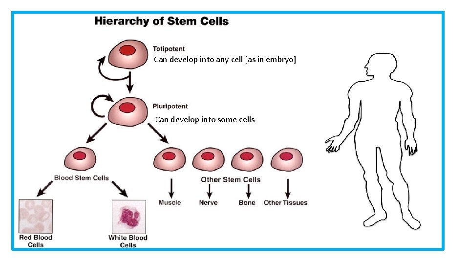 Can develop into any cell [as in embryo] Can develop into some cells 