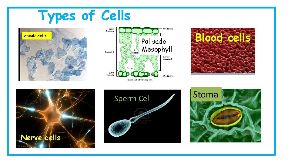 Types of Cells cheek cells Palisade Mesophyll Sperm Cell Nerve cells Blood cells Stoma