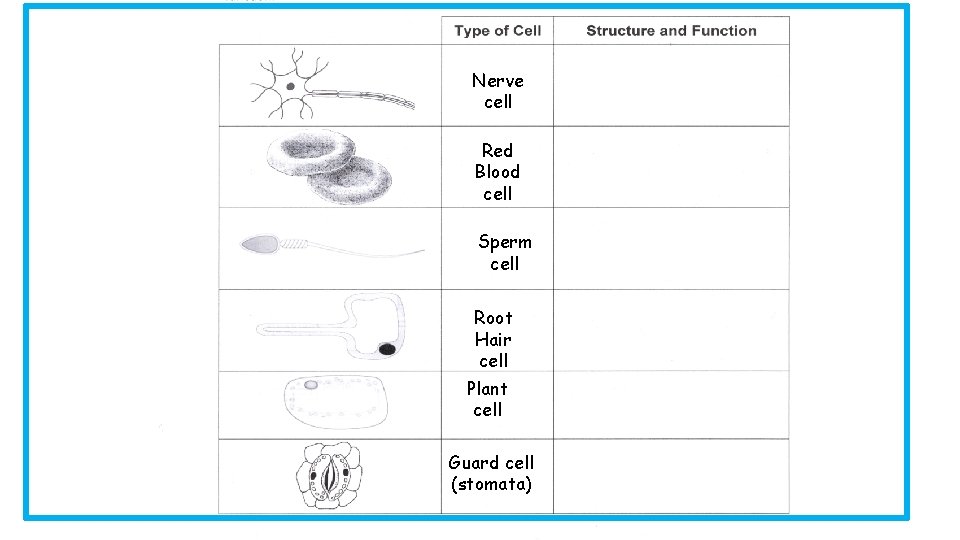 Complete the table in notes Nerve cell Red Blood cell Sperm cell Root Hair
