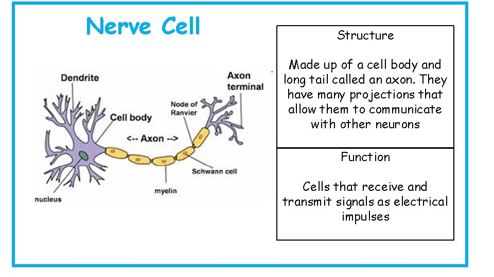 Nerve Cell Structure Made up of a cell body and long tail called an