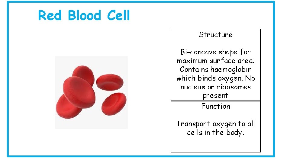 Red Blood Cell Structure Bi-concave shape for maximum surface area. Contains haemoglobin which binds