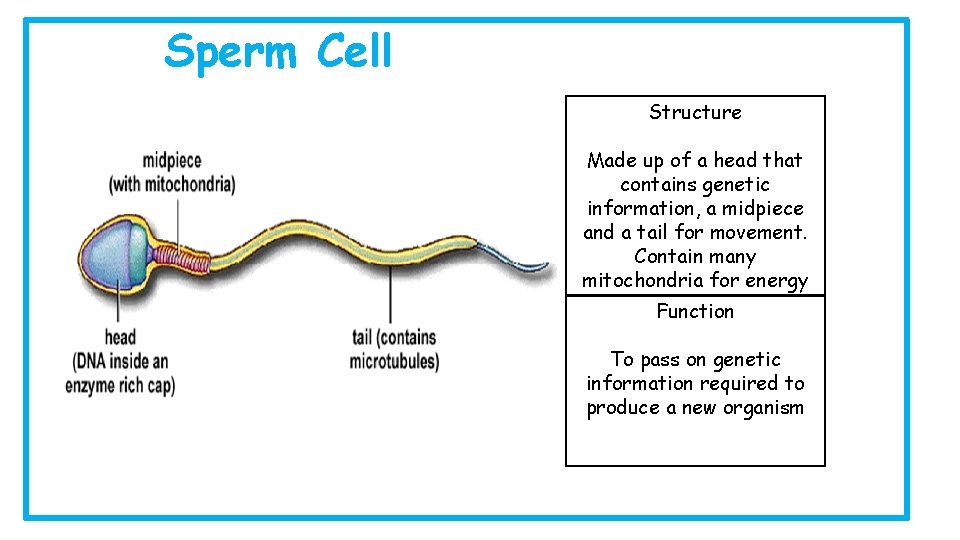 Sperm Cell Structure Made up of a head that contains genetic information, a midpiece