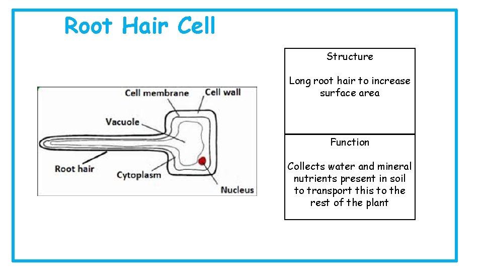 Root Hair Cell Structure Long root hair to increase surface area Function Collects water