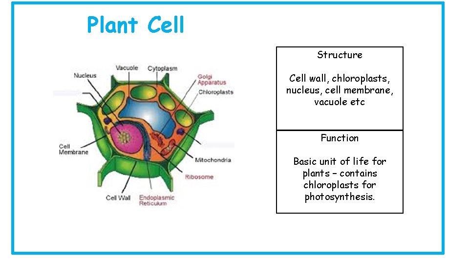 Plant Cell Structure Cell wall, chloroplasts, nucleus, cell membrane, vacuole etc Function Basic unit