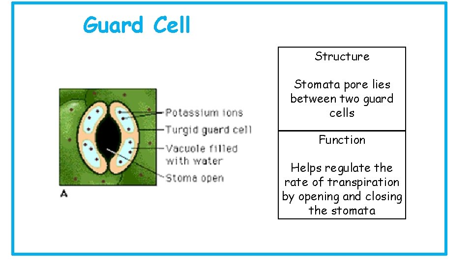 Guard Cell Structure Stomata pore lies between two guard cells Function Helps regulate the