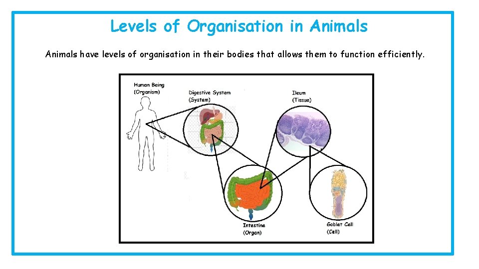 Levels of Organisation in Animals have levels of organisation in their bodies that allows