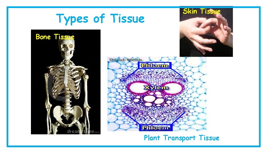 Types of Tissue Skin Tissue Bone Tissue Plant Transport Tissue 