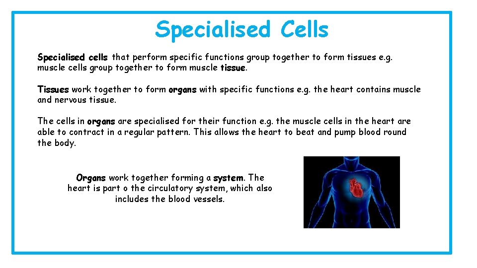 Specialised Cells Specialised cells that perform specific functions group together to form tissues e.
