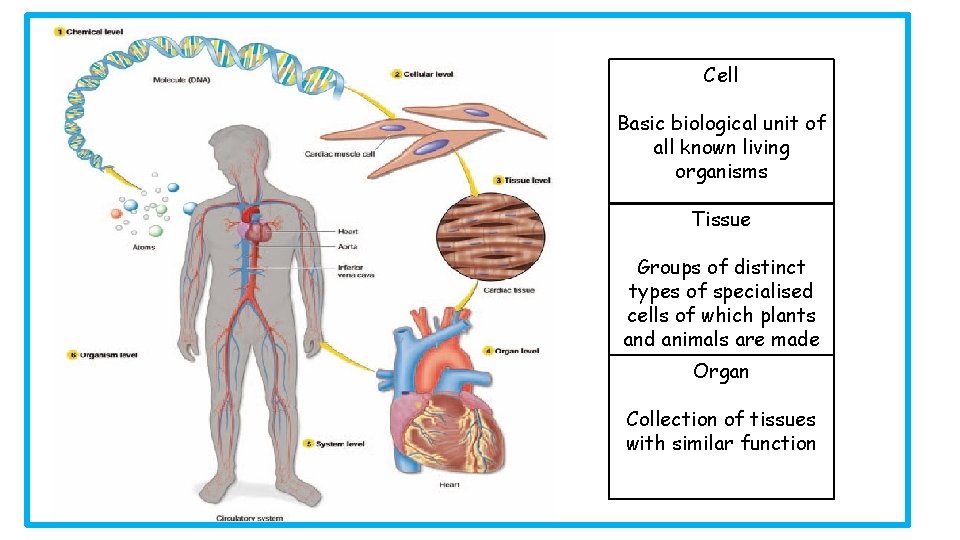 Cell Basic biological unit of all known living organisms Tissue Groups of distinct types
