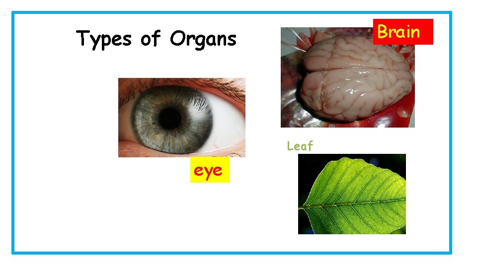 Brain Types of Organs Leaf eye 
