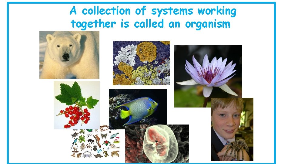 A collection of systems working together is called an organism 