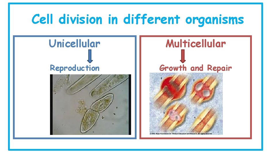Cell division in different organisms Unicellular Multicellular Reproduction Growth and Repair 