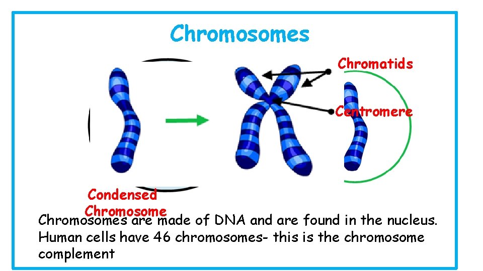Chromosomes Chromatids Centromere Condensed Chromosomes are made of DNA and are found in the