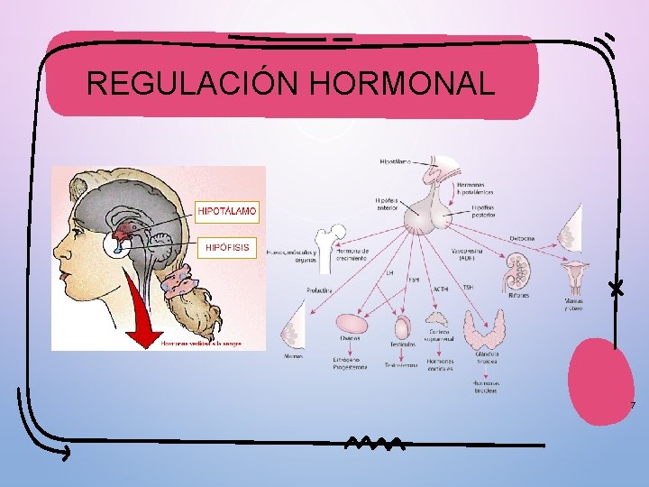 REGULACIÓN HORMONAL 7 