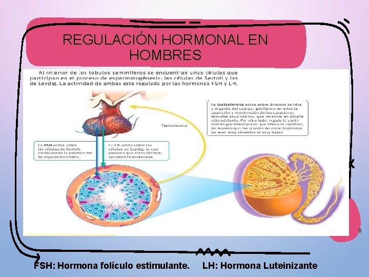 REGULACIÓN HORMONAL EN HOMBRES 8 FSH: Hormona folículo estimulante. LH: Hormona Luteinizante 