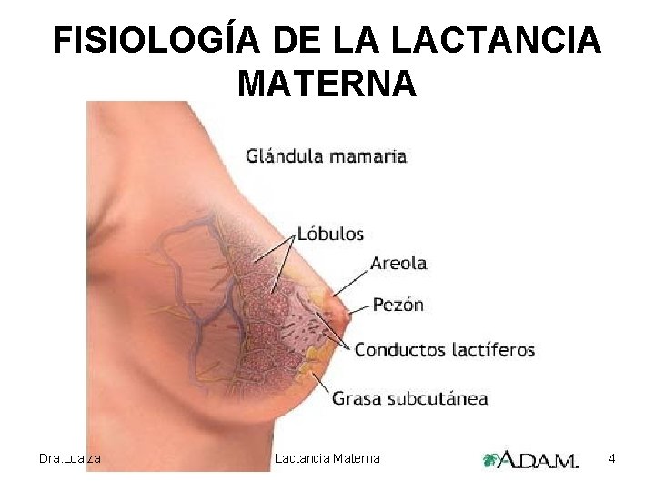 FISIOLOGÍA DE LA LACTANCIA MATERNA Dra. Loaiza Lactancia Materna 4 