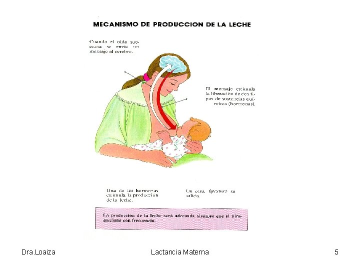 Dra. Loaiza Lactancia Materna 5 