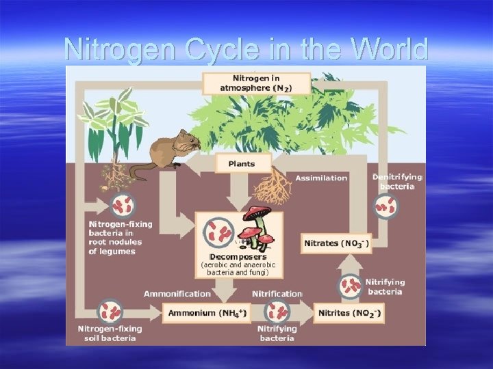 Nitrogen Cycle in the World 