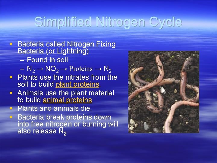 Simplified Nitrogen Cycle § Bacteria called Nitrogen Fixing Bacteria (or Lightning) – Found in