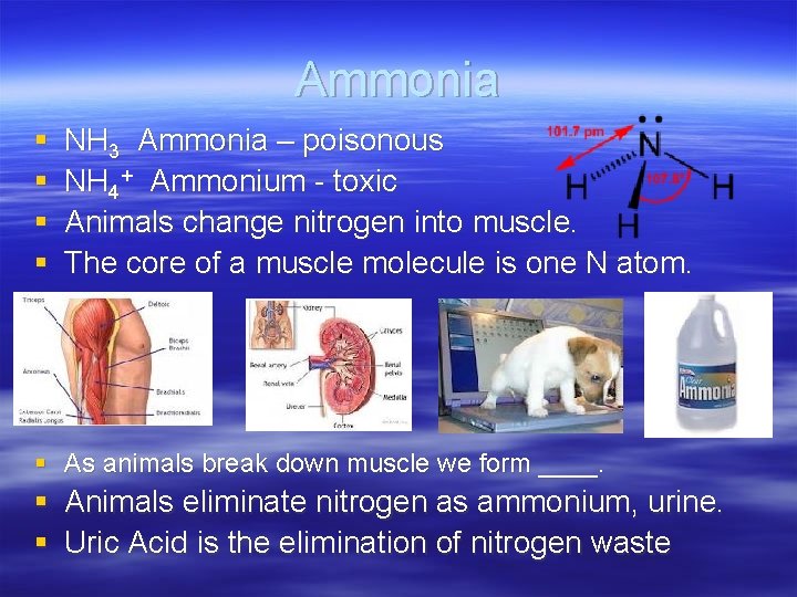 Ammonia § § NH 3 Ammonia – poisonous NH 4+ Ammonium - toxic Animals