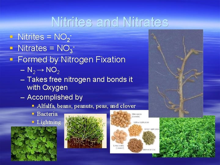 Nitrites and Nitrates § § § Nitrites = NO 2 Nitrates = NO 3