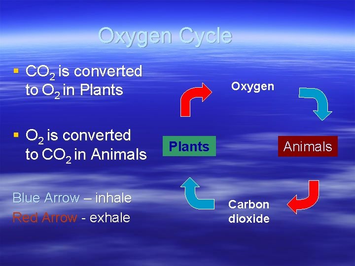 Oxygen Cycle § CO 2 is converted to O 2 in Plants § O