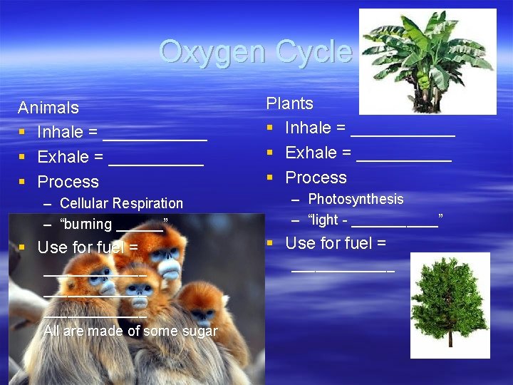 Oxygen Cycle Animals § Inhale = ______ § Exhale = _____ § Process –