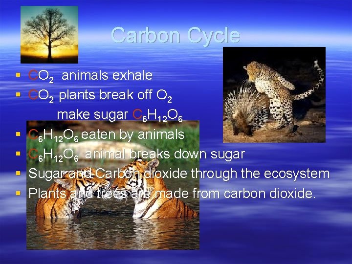 Carbon Cycle § CO 2 animals exhale § CO 2 plants break off O