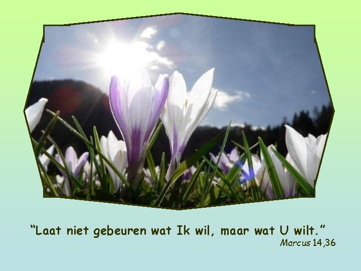 “Laat niet gebeuren wat Ik wil, maar wat U wilt. ” Marcus 14, 36