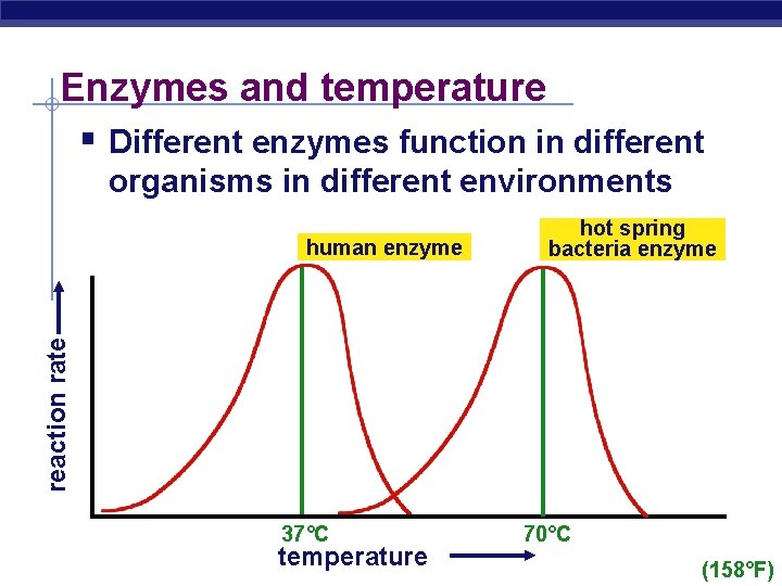 Enzymes and temperature § Different enzymes function in different organisms in different environments reaction