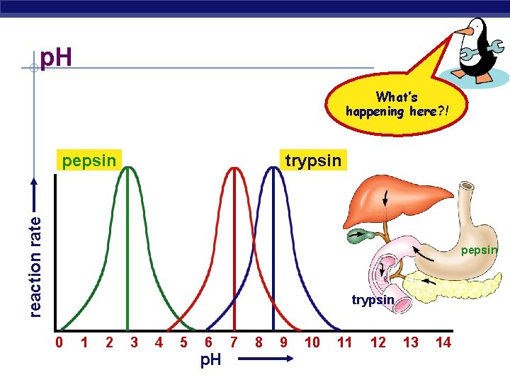 p. H What’s happening here? ! trypsin reaction rate pepsin trypsin 0 1 2