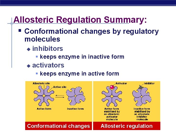 Allosteric Regulation Summary: § Conformational changes by regulatory molecules u inhibitors § keeps enzyme