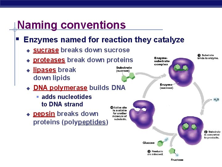 Naming conventions § Enzymes named for reaction they catalyze u u sucrase breaks down