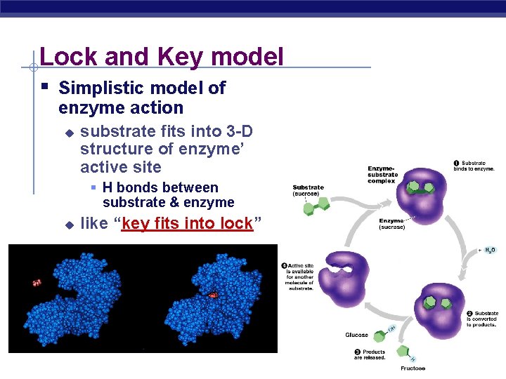 Lock and Key model § Simplistic model of enzyme action u substrate fits into