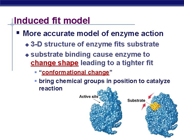 Induced fit model § More accurate model of enzyme action 3 -D structure of