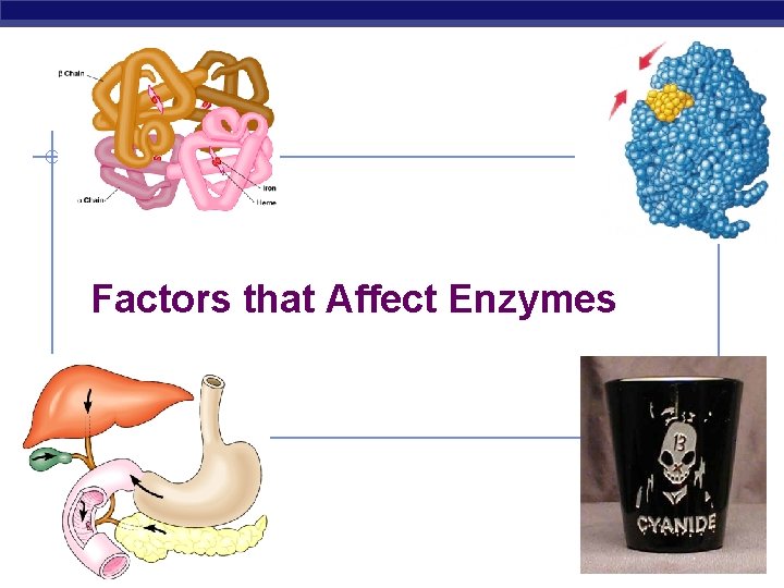 Factors that Affect Enzymes 