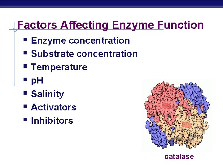 Factors Affecting Enzyme Function § Enzyme concentration § Substrate concentration § Temperature § p.