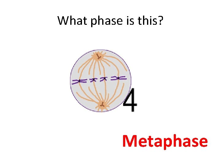 What phase is this? Metaphase 