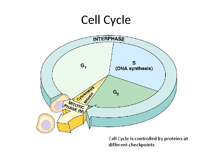Cell Cycle is controlled by proteins at different checkpoints 