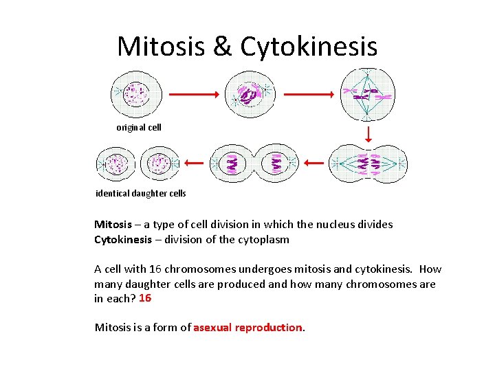 Mitosis & Cytokinesis original cell identical daughter cells Mitosis – a type of cell